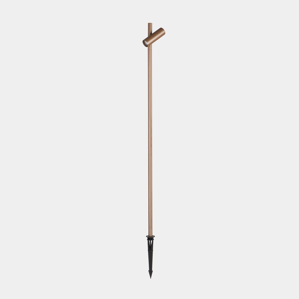 Juncus 1 Head