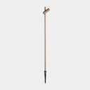 Juncus 1 Head